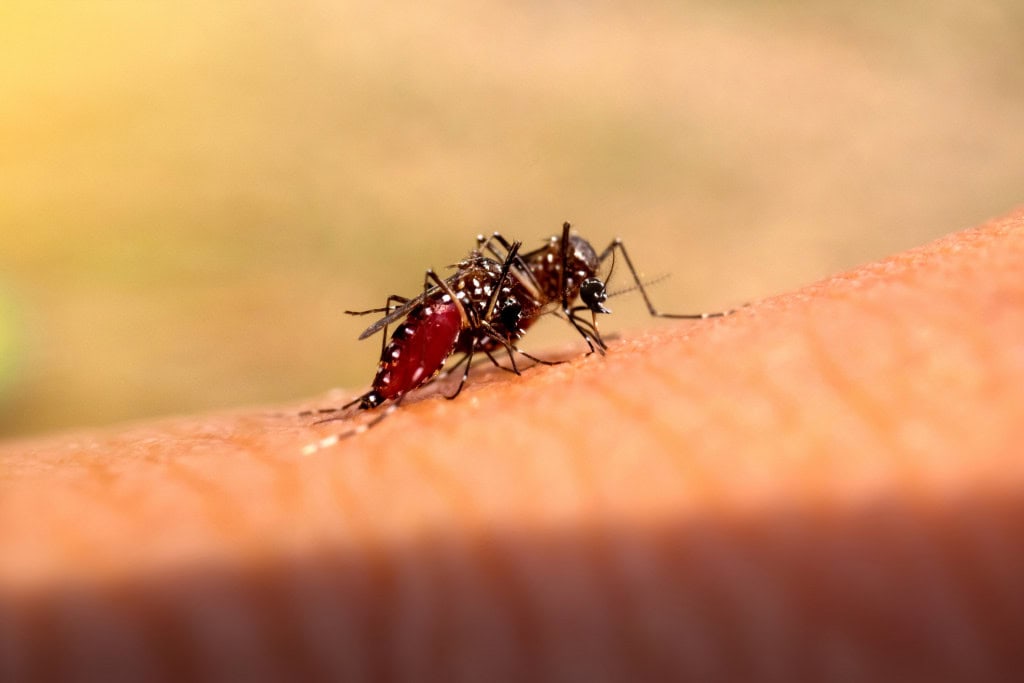 É verdade que a picada de mosquito não dói? Você já se perguntou se a picada de mosquito dói de verdade ou se é apenas impressão nossa? Afinal, quem nunca ficou com aquela coceira irritante no braço ou na perna depois de ser “visitado” por um desses pequenos vampiros voadores? A sensação é tão comum que virou até motivo de piada: alguns dizem que não dói quando o mosquito pica, mas sim quando ele vai embora. Será mesmo? aedes femea