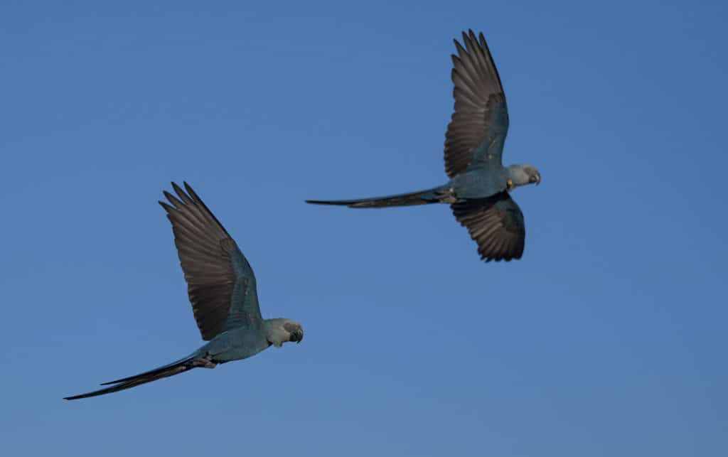 ararinha-azul, da espécie Cyanopsitta spixii