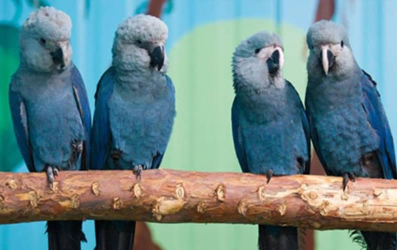 ararinha-azul, da espécie Cyanopsitta spixii