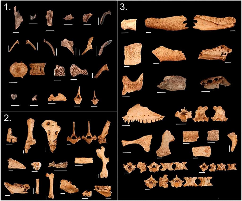 Ocupação da Amazônia por povos antigos revela lições de sustentabilidade No sudoeste da Amazônia, os grandes lagos Rogaguado e Ginebra, revelam evidências da ocupação humana. Sob as pastagens e águas rasas encontram-se sinais de terraplenagens, campos elevados e sistemas de canais complexos. Ocupação da Amazônia por povos antigos revela lições de sustentabilidade