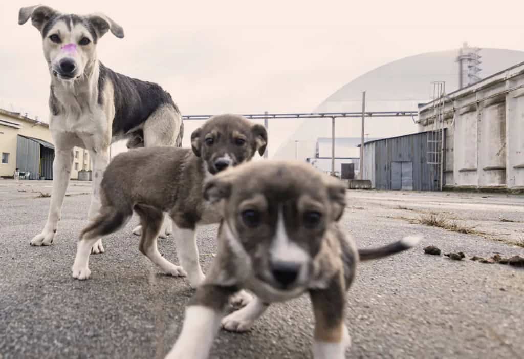 Três cães olhando para uma câmera com o reator 4 de Chernobyl ao fundo