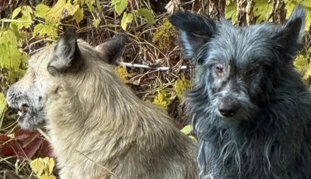 Dois cães, sendo que o da esquerda está olhando para o lado esquerdo e o direito, pintado de azul, está olhando para frente e para baixo