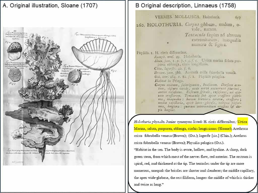 Nova espécie de caravela-portuguesa surge no nordeste do Japão Uma nova espécie de caravela-portuguesa foi descoberta flutuando nas águas do nordeste do Japão, em achado que levanta preocupações sobre os efeitos das mudanças climáticas nas distribuições marinhas. O registro foi feito por um grupo de pesquisa liderado por estudantes, que encontrou o organismo em uma região onde nunca havia sido observado antes. Descrições e desenhos antigos da caravela-portuguesa