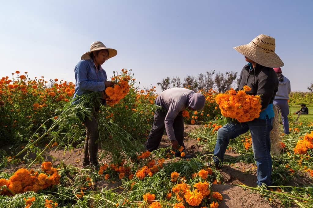 Día de Los Muertos: aquecimento global ameaça flor que ‘guia as almas’ no México 