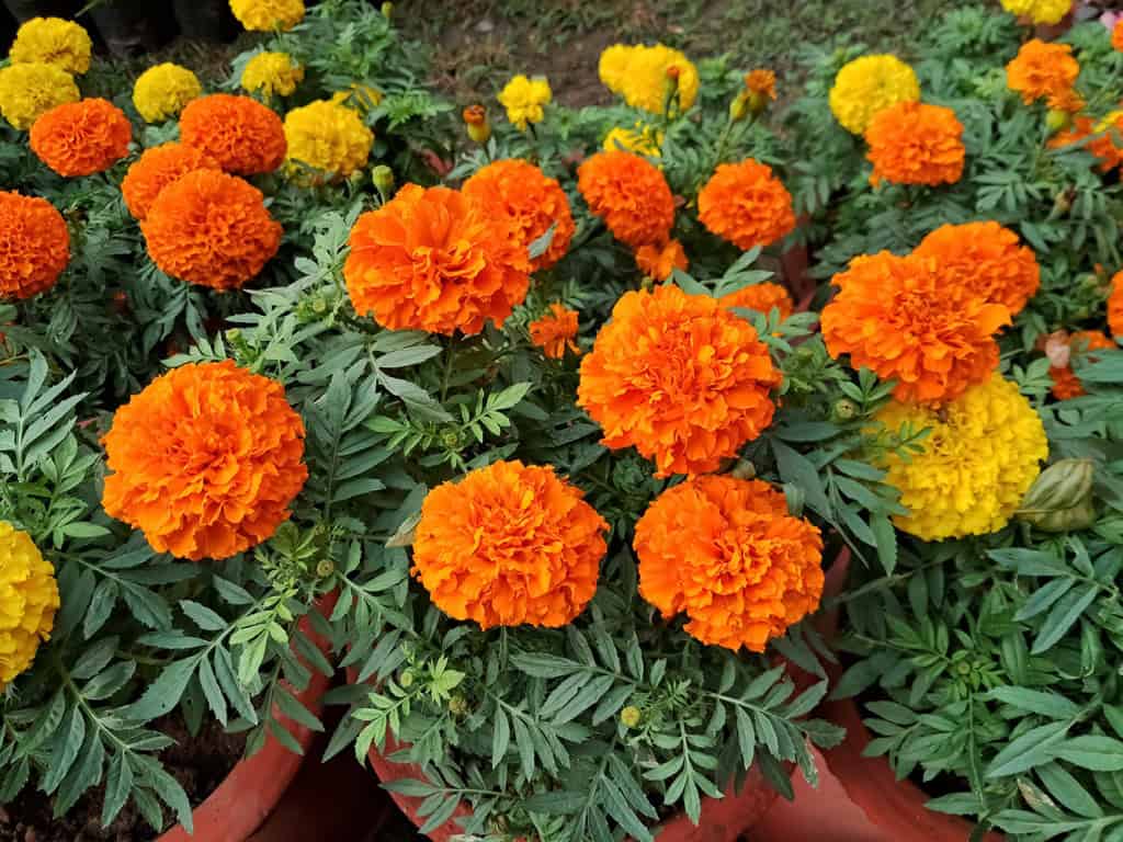 Día de Los Muertos: aquecimento global ameaça flor que ‘guia as almas’ no México 