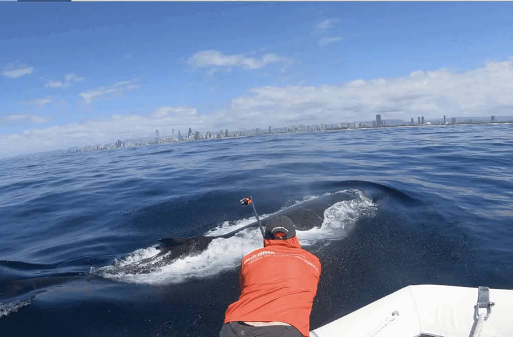 Assista: peixes-ventosa pegam carona nas costas de baleia jubarte Biólogos marinhos da Universidade Griffith, na Austrália, flagraram algo impressionante: peixes-ventosa pegando carona nas costas de uma baleia jubarte ao longo da costa leste australiana. Assista: peixes-ventosa pegam carona nas costas de baleia jubarte