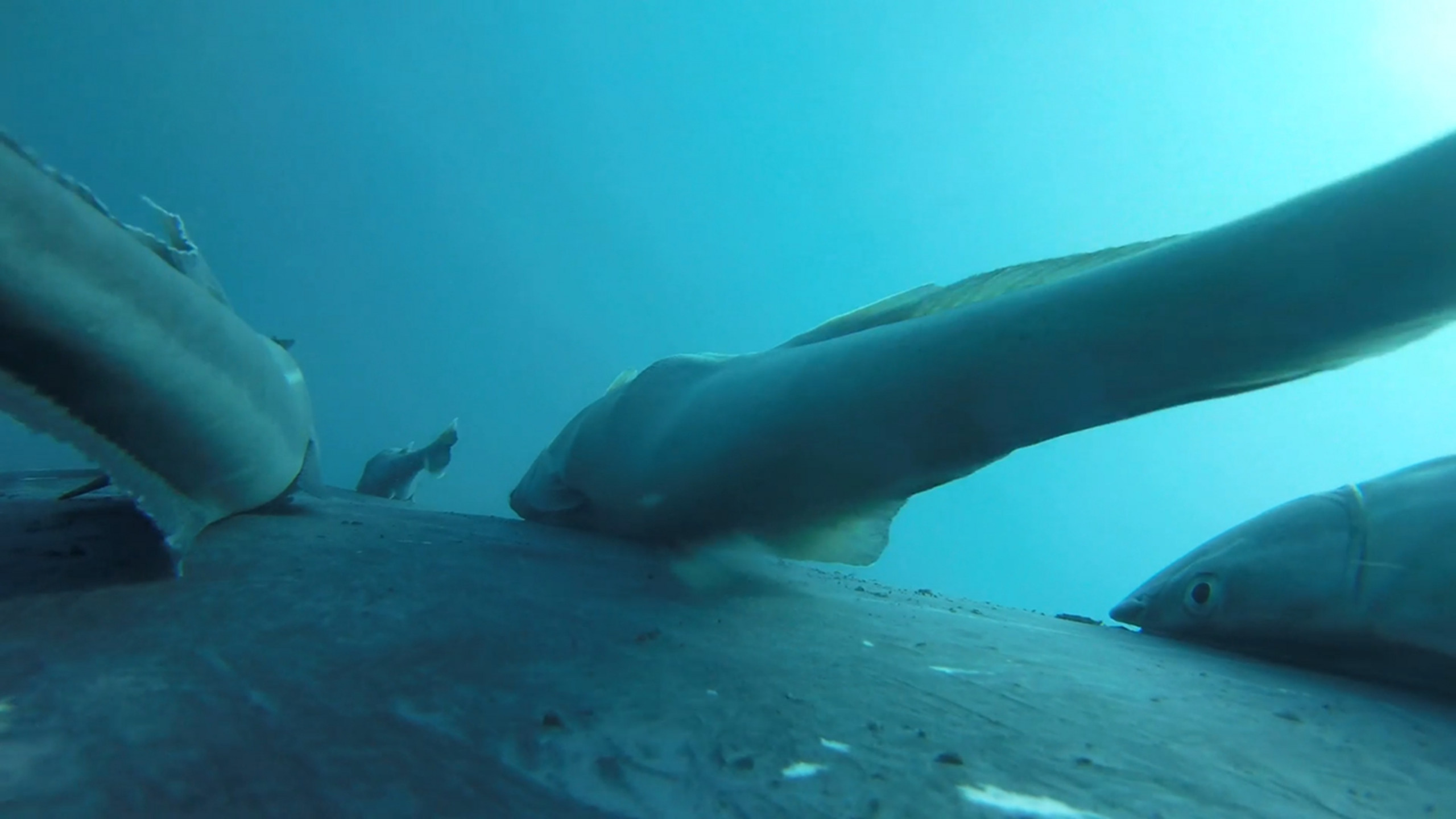 Assista: peixes-ventosa pegam carona nas costas de baleia jubarte