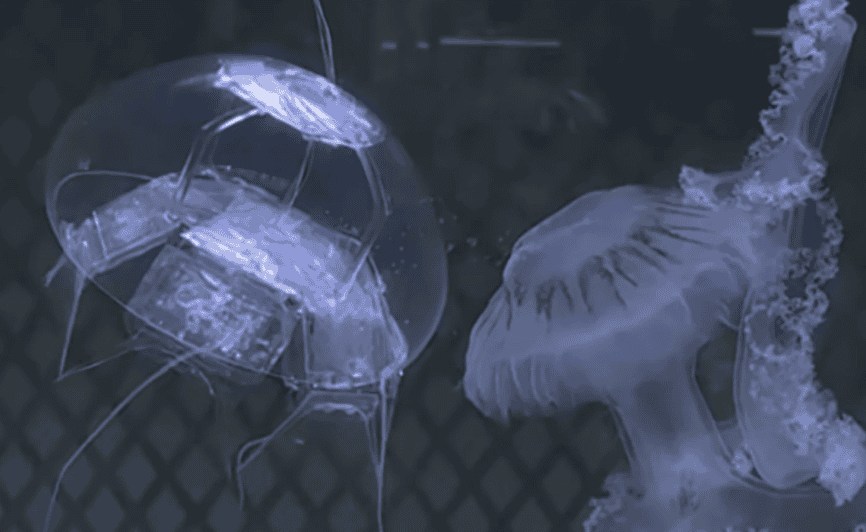 Cientistas conseguiram replicar os movimentos naturais de uma água-viva