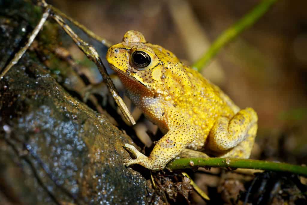 Esse sapo muda de cor dois dias por ano; entenda o porquê