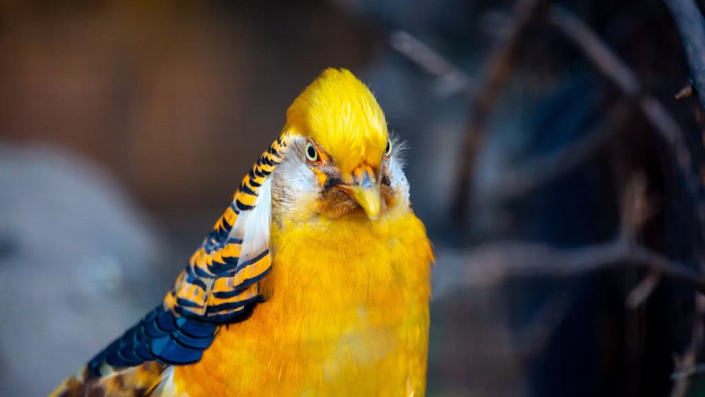 O Faisão-Dourado, também conhecido como Faisão-Chinês ou Faisão-Arco‑Íris,