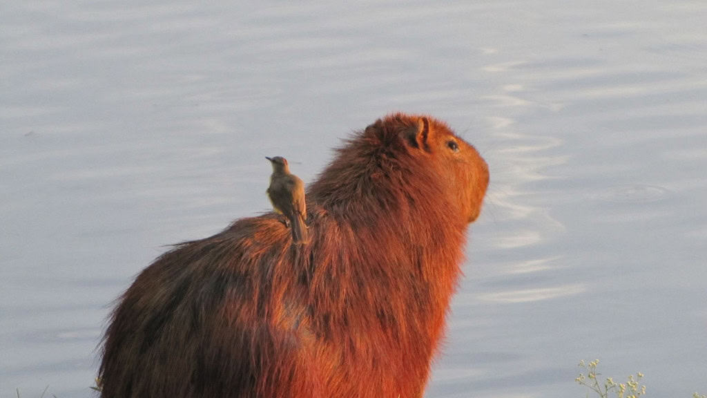 Capivara e pássaro, São José do Rio Preto, lago, rio, represa, paisagem urbana, São Paulo, Brasil, vista da cidade, céu azul, ponto turístico, capivara brasileira, Caviidae.