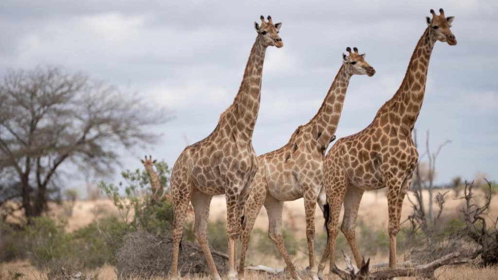 Por que não domesticamos as girafas? As girafas são animais que podem, num primeiro momento, transmitir a impressão de terem um temperamento calmo e tranquilo, então podemos pensar: por que não domesticamos girafas? Girafas caminhando em um campo de arbustos
