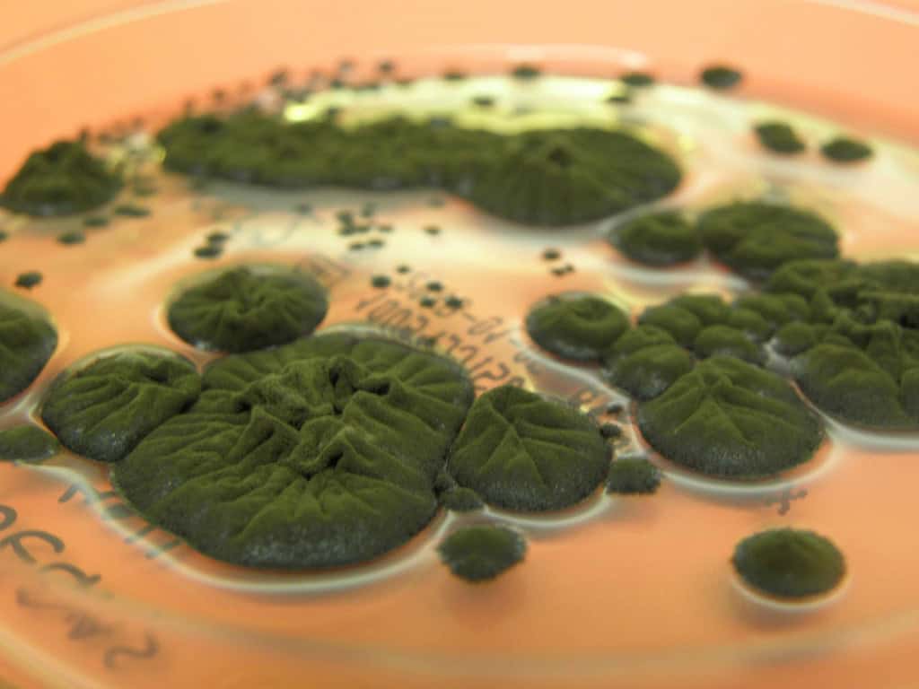 Fungos de Chernobyl intrigam cientistas ao crescer com radiação A Zona de Exclusão de Chernobyl continua proibida para visitantes, mas a ausência de humanos abriu espaço para formas de vida que surpreendem pesquisadores há décadas. Entre esses organismos, um fungo escuro encontrado nas paredes internas de estruturas próximas ao reator acidentado tem chamado atenção por algo incomum: ele parece crescer melhor quando exposto à radiação ionizante. Fungos de Chernobyl intrigam cientistas ao crescer com radiação