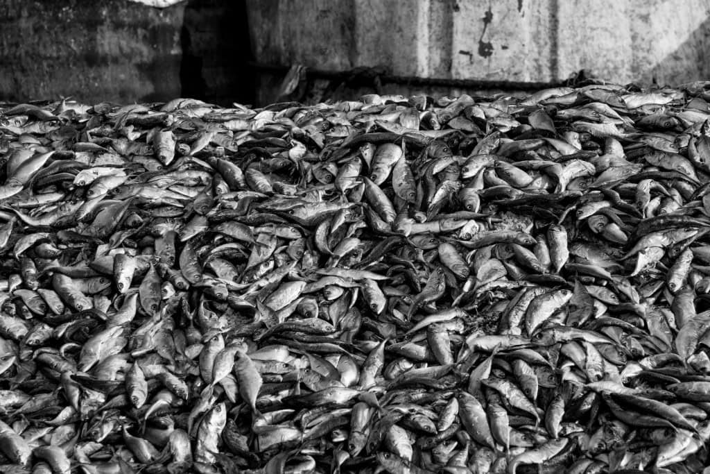 Imagem mostra pilhas de peixes descartados no porto de Visakhapatnam, Índia