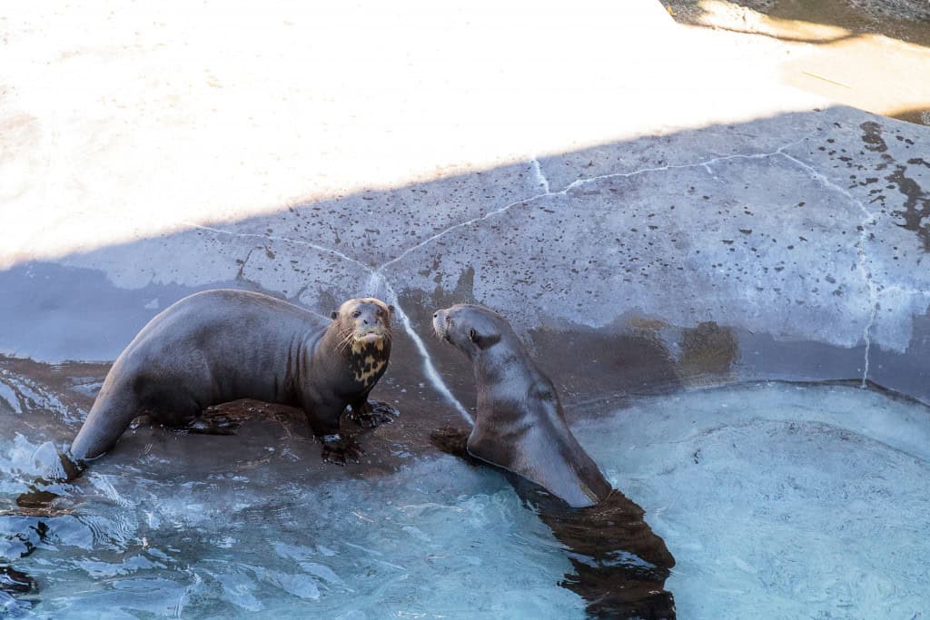 Imagem de ariranhas encontradas nos rios Amazonas, Orinoco e da Prata, na América do Sul e costumam enfrentar onça-pintada e jacaré