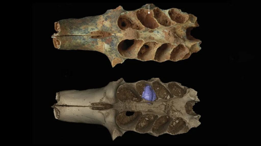Abelhas usavam fósseis de 20 mil anos como ninho Cientistas descobriram que abelhas usaram cavidades de dentes em fósseis de 20 mil anos como locais para colocar ovos. A descoberta inédita revela um comportamento totalmente novo dessas espécies. Fósseis de 20 mil anos revelam que abelhas podem ter usado dentes como abrigo para ovos, mostrando um comportamento surpreendente.