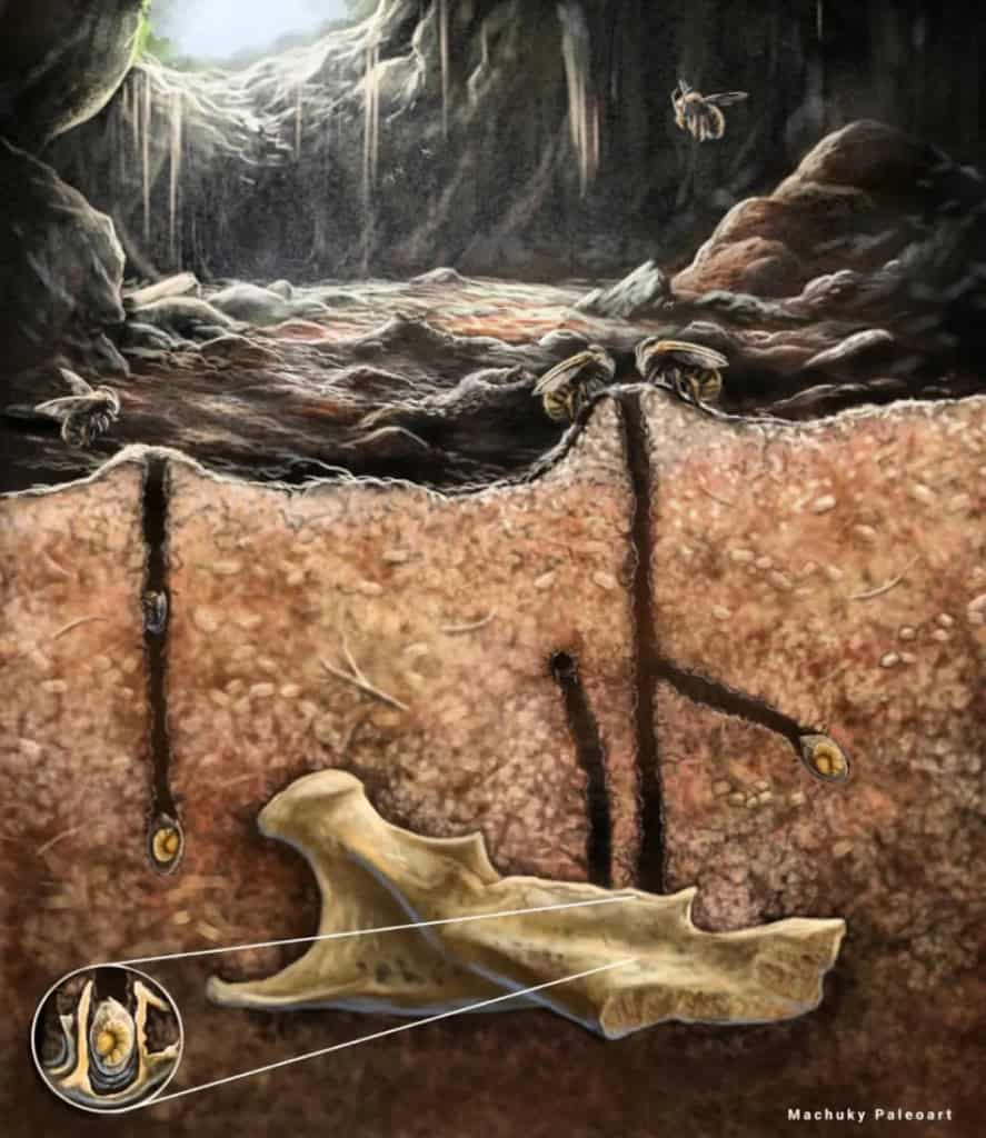 Abelhas usavam fósseis de 20 mil anos como ninho Cientistas descobriram que abelhas usaram cavidades de dentes em fósseis de 20 mil anos como locais para colocar ovos. A descoberta inédita revela um comportamento totalmente novo dessas espécies. Estruturas encontradas em fósseis de mandíbulas lembram ninhos de abelhas atuais, mostrando comportamento surpreendente.