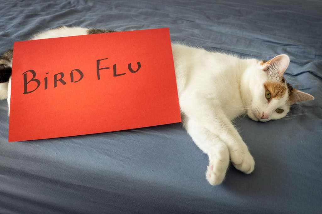 Imagem mostra gripe aviária em gatos, Cartão vermelho alarmante com os dizeres "Gripe aviária" sobre um gato deitado