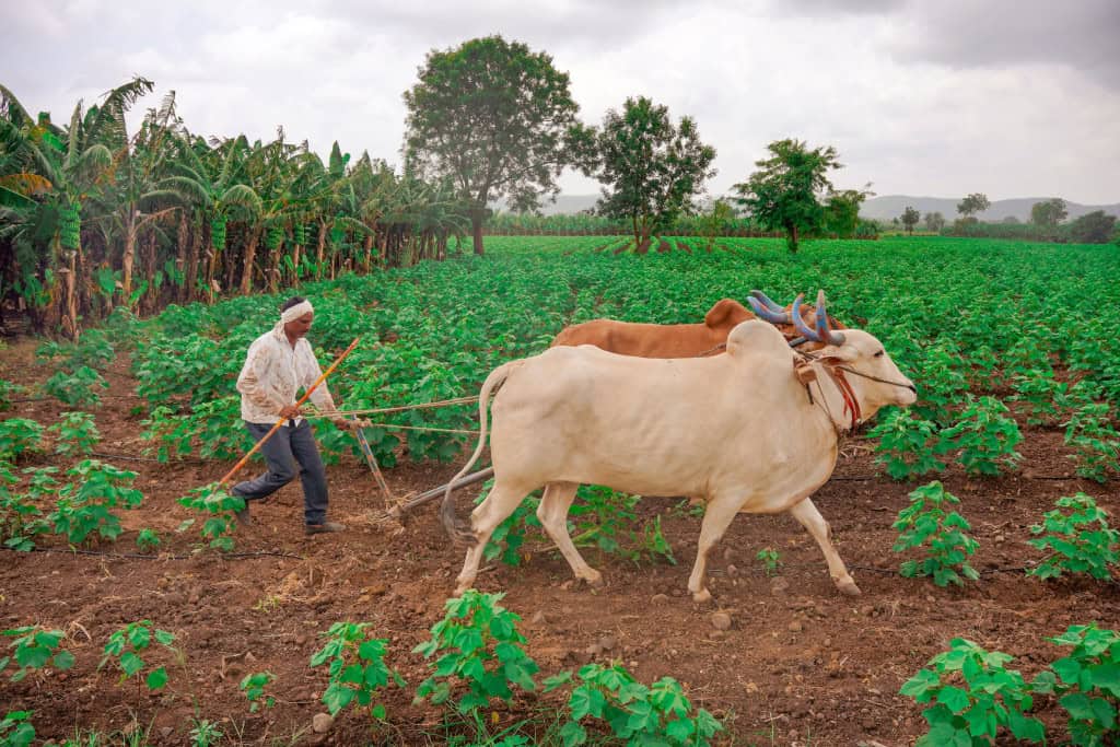 Dois bois atrelados a um arado sendo conduzidos por um agricultor em um campo, mostrando pernas mais inclinadas e postura robusta adequada para tarefas de força e tração