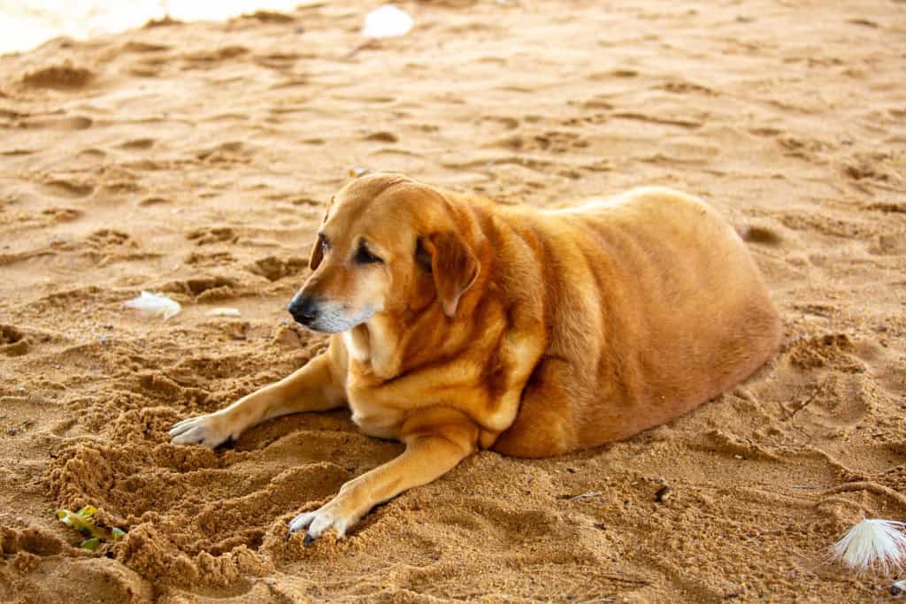 Caneta emagrecedora para pets: empresa testa implante GLP-1 em gatos obesos A tendência das canetas emagrecedoras usadas por humanos pode chegar ao universo dos animais de estimação. A biofarmacêutica Okava Pharmaceuticals, sediada em São Francisco, iniciou testes com um implante subcutâneo destinado a auxiliar na perda de peso de pets. O dispositivo, chamado MEOW-1, libera continuamente um agonista de GLP-1 — a mesma classe de medicamento usada em produtos como Ozempic, Mounjaro e Wegovy. A obesidade afeta cerca de 60% dos cães e gatos nos Estados Unidos, aumentando o risco de diabetes e reduzindo a expectativa de vida