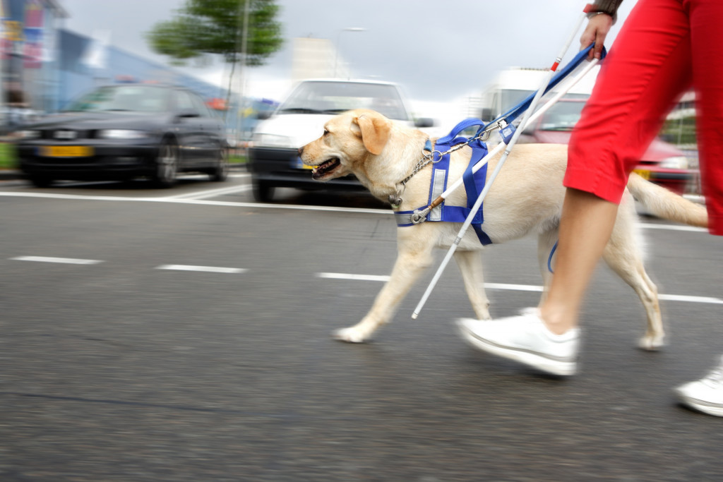 Cão-guia em destaque atravessando uma rua com uma pessoa ao lado