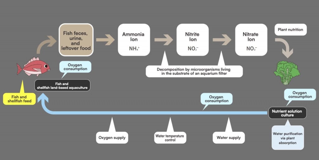 Em cidades densas ou regiões com pouca terra, sistemas autossuficientes garantem produção estável e quase sem resíduos.