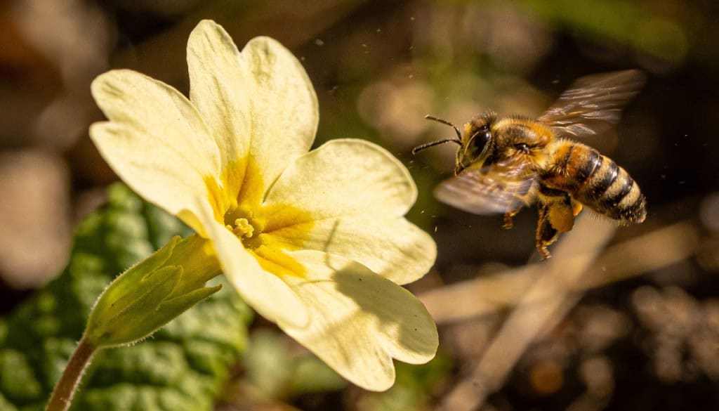 O mecanismo que permite às flores escutarem o zumbido das abelhas