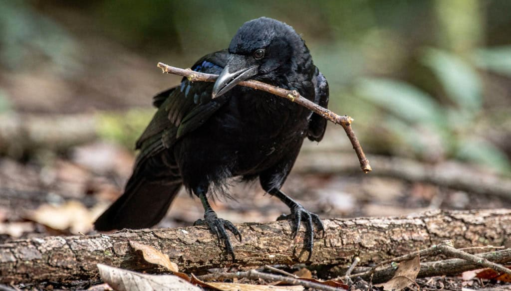Cientistas se impressionam com novos corvos super inteligentes que podem fabricar as próprias ferramentas de trabalho