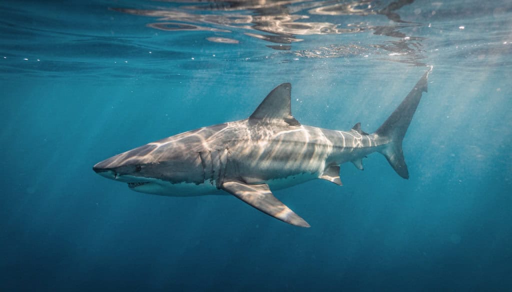 A ciência explica por que o medo que desenvolvemos de tubarões é muito maior do que o risco real