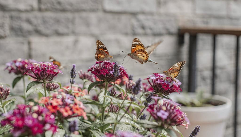5 espécies de flores que atraem beija-flores e borboletas Flores bonitas já chamam atenção por si só, mas algumas vão além do visual: elas viram ponto de encontro de beija-flores e borboletas. O mais curioso é que esse espetáculo colorido acontece por um motivo bem específico e totalmente ligado à natureza, explica a pesquisa publicada na revista Biodiversidade. 5 espécies de flores que atraem beija-flores e borboletas