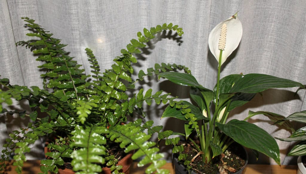 Casas com essas 5 plantas parecem sempre mais frescas no calor