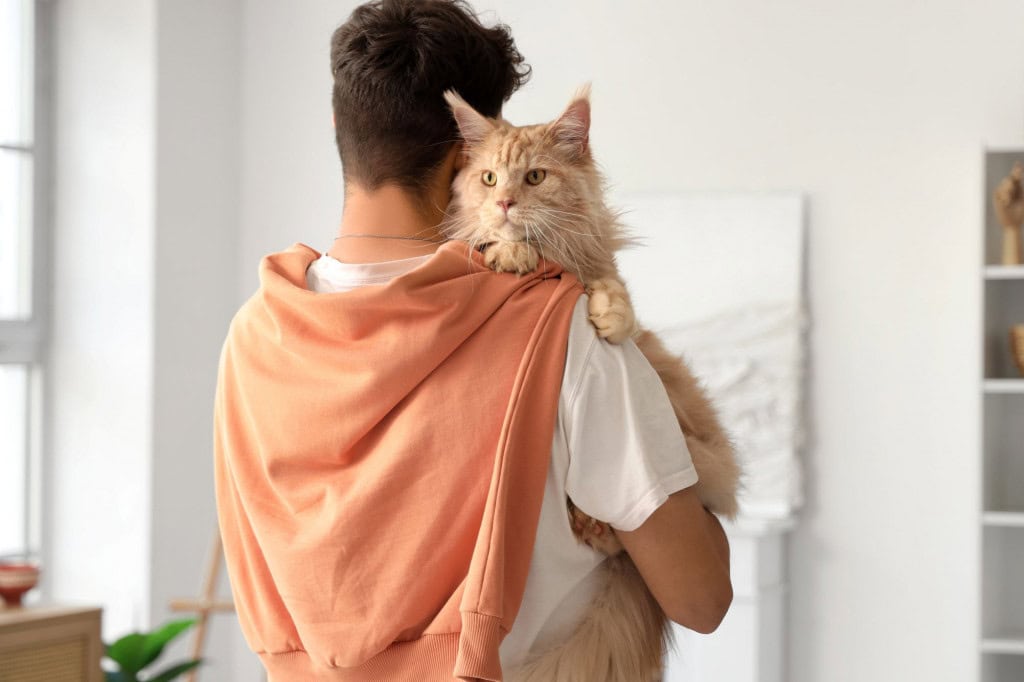 Gatos acima do peso podem ganhar versão “felina” do Ozempic Mais da metade dos gatos de estimação no mundo está acima do peso, segundo especialistas. gato