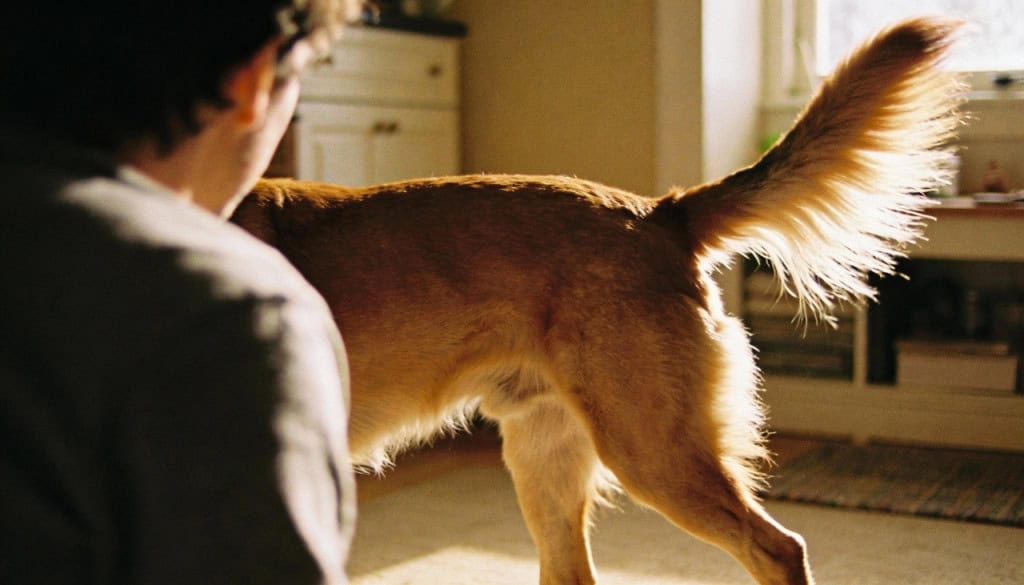 O lado que o seu cachorro abana o rabo mostra se ele está feliz ou com medo
