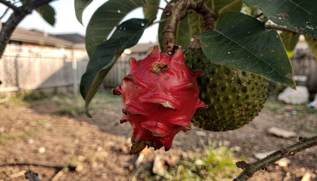 4 plantas frutíferas exóticas que você pode plantar no quintal Cuidar de diferentes plantas frutíferas exóticas no quintal é uma forma simples de trazer mais saúde, sabor e conexão com a natureza para a rotina. E o melhor: algumas frutas exóticas se adaptam super bem ao clima brasileiro, como mostram pesquisas da Embrapa. 4 plantas frutíferas exóticas que você pode plantar no quintal