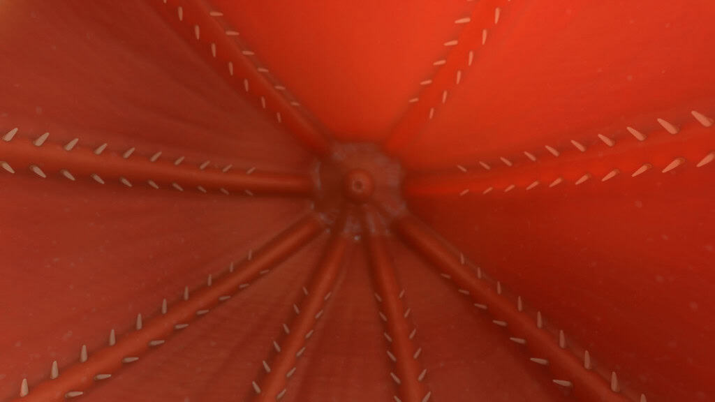 Lula-vampiro tem genoma gigante e ajuda a explicar a origem dos polvos Cientistas finalmente decifraram o gigantesco genoma da lula-vampiro, uma criatura misteriosa das profundezas que ajuda a explicar a origem dos polvos modernos. O estudo foi publicado na revista iScience. Meio polvo, meio lula: o genoma da lula-vampiro revela traços genéticos antigos preservados por milhões de anos nas profundezas do oceano.