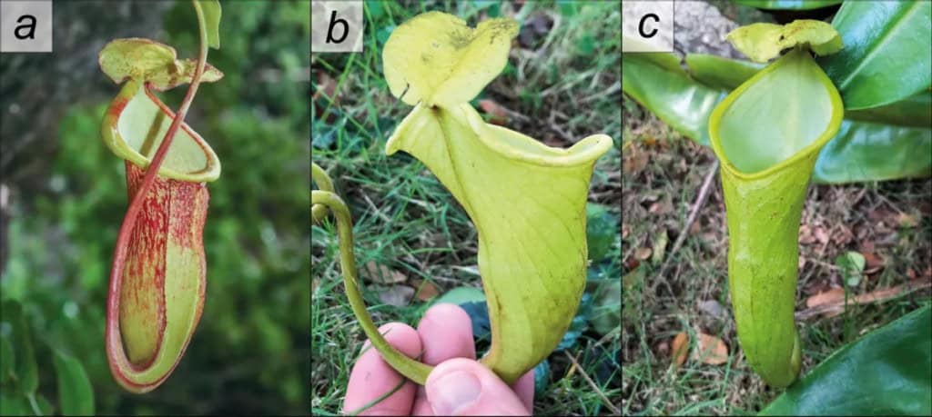 Descrita recentemente, a Nepenthes megastoma é uma planta carnívora com menos de 50 exemplares e alto risco de extinção.