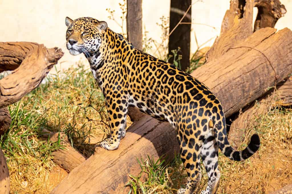 Imagem em plano médio de uma onça-pintada. O animal está posicionado de perfil, com um olhar focado e atento voltado para a lateral