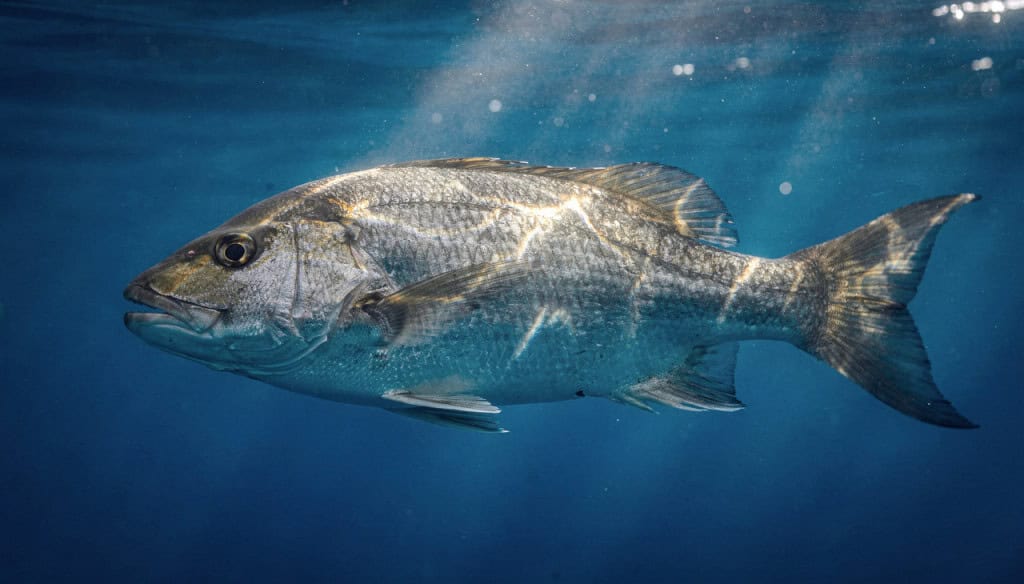 Como os peixes dormem sem afundar ou boiar para a superfície
