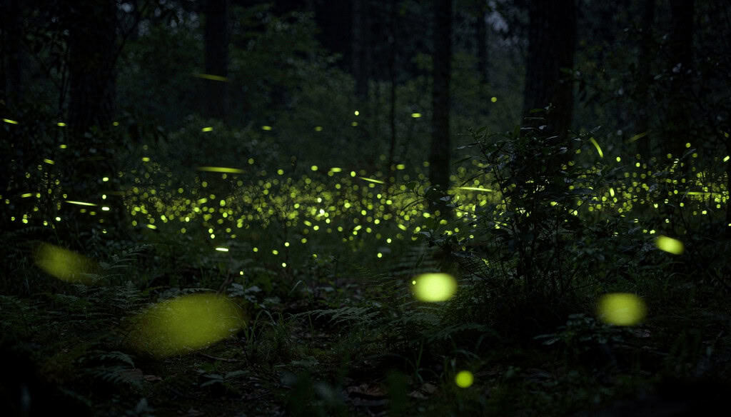 O interruptor invisível que o vaga-lume usa para acender no momento exato no meio da noite