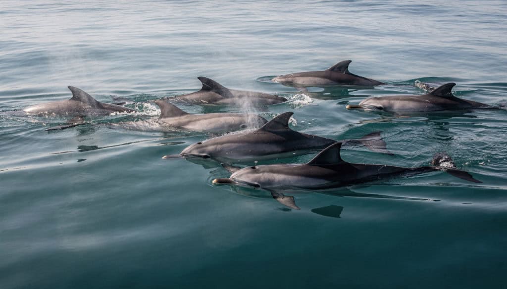 Como os golfinhos dormem no fundo do mar sem risco de afogamento Diferente dos seres humanos, os golfinhos possuem um sistema de respiração voluntária que transforma o simples ato de repousar em uma estratégia de sobrevivência extremamente sofisticada. Como os golfinhos para dormir no fundo do mar sem risco de afogamento