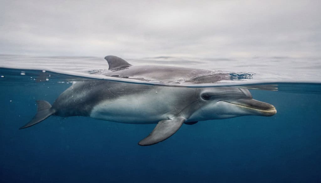 Como os golfinhos dormem no fundo do mar sem risco de afogamento Diferente dos seres humanos, os golfinhos possuem um sistema de respiração voluntária que transforma o simples ato de repousar em uma estratégia de sobrevivência extremamente sofisticada. Como os golfinhos para dormir no fundo do mar sem risco de afogamento