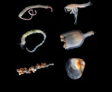 Algumas das formas de vida encontradas nos montes de Freya