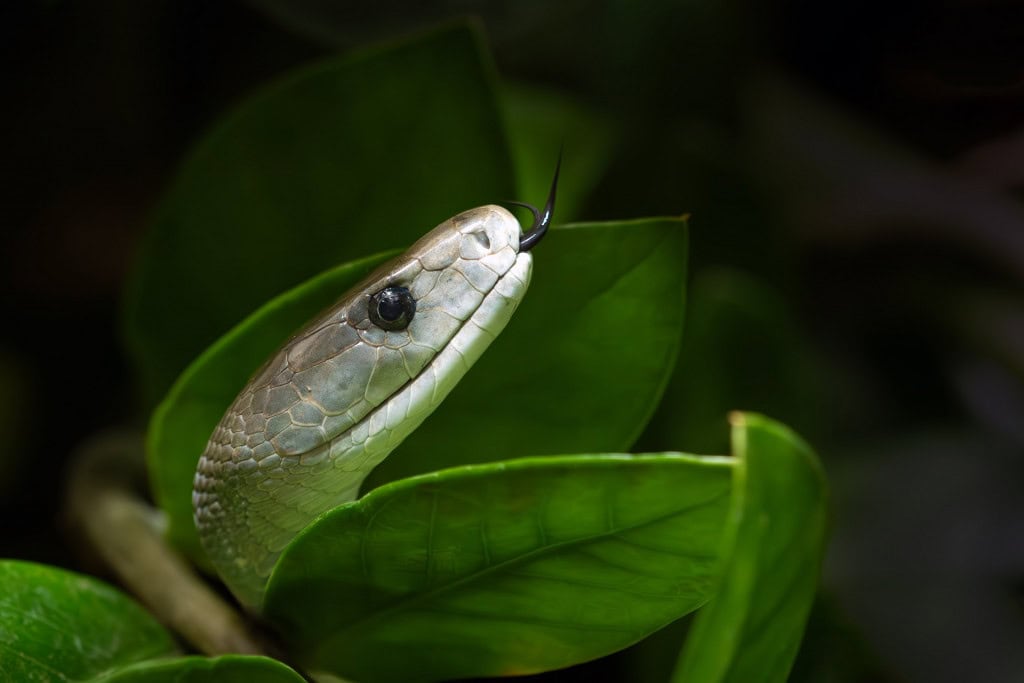 Mamba-negra (Dendroaspis polylepis)