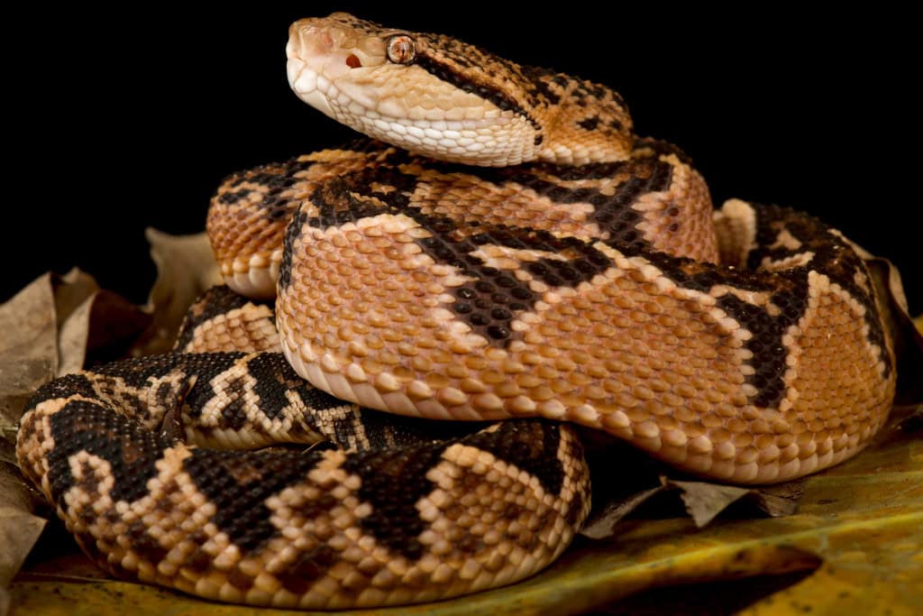 Surucucu-pico-de-jaca (Lachesis muta)