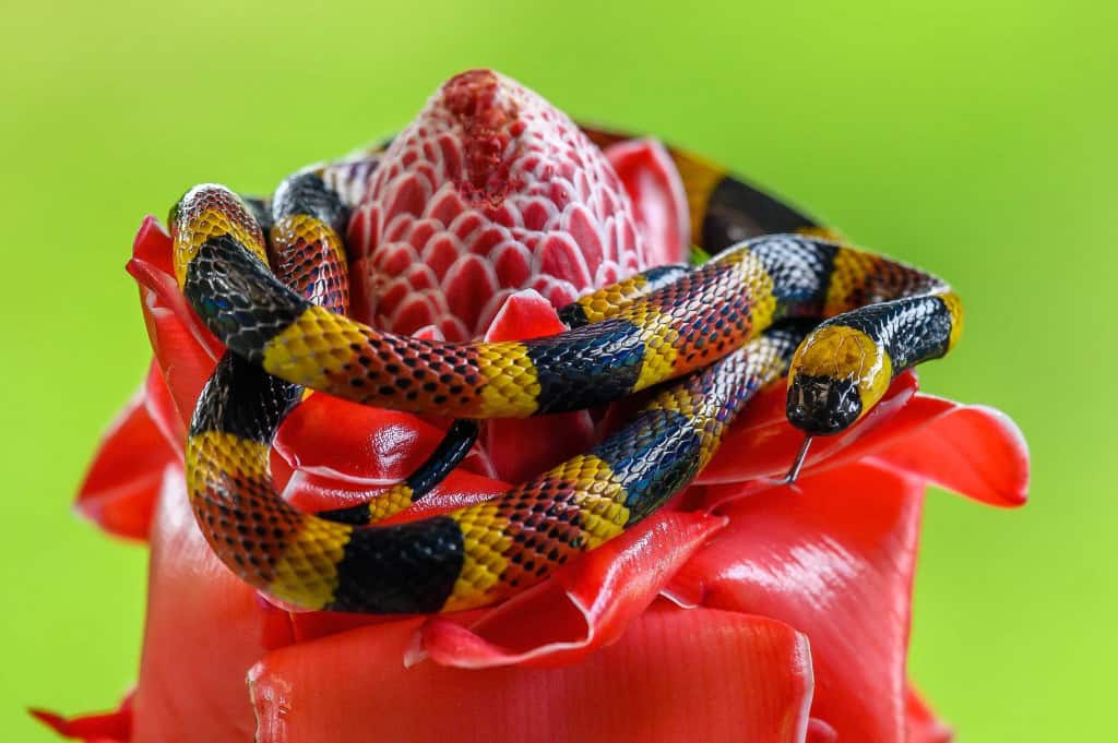 Cobra-coral-verdadeira (Micrurus)