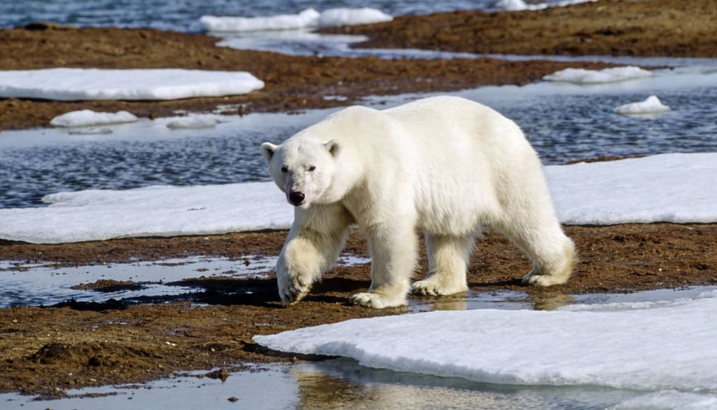 O truque biológico que os ursos polares desenvolveram para sobreviver ao derretimento das geleiras