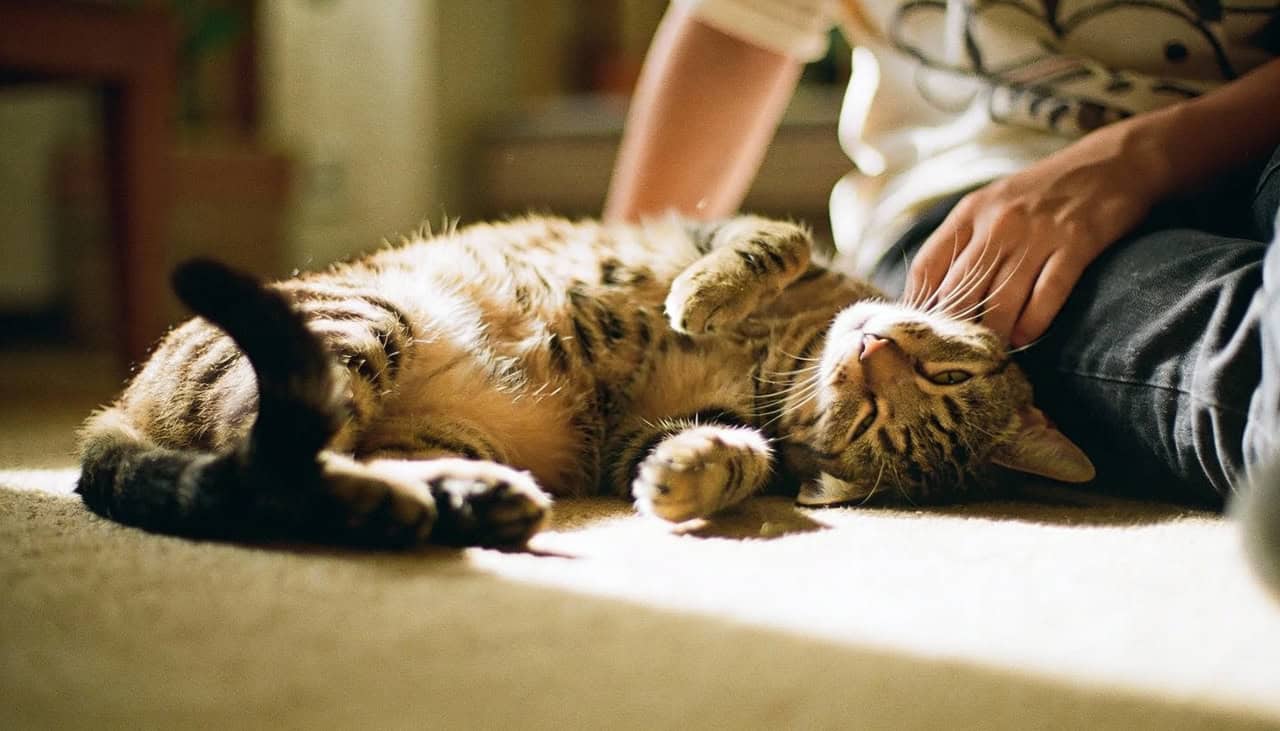 5 coisas que estressam cães e gatos, e você deveria saber
