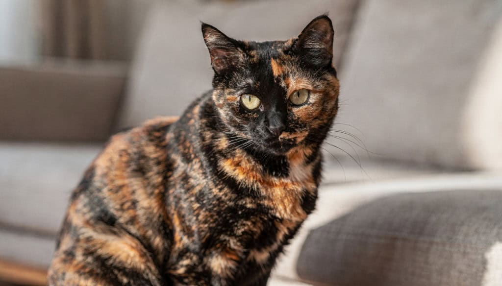 A cor do pelo do gato pode indicar se ele é mais bravo ou carinhoso Muitos tutores acreditam que a personalidade de um gato pode ser prevista pela tonalidade de sua pelagem, transformando mitos populares em um campo de interesse para a ciência veterinária moderna. A cor do pelo do gato pode indicar se ele é mais bravo ou carinhoso