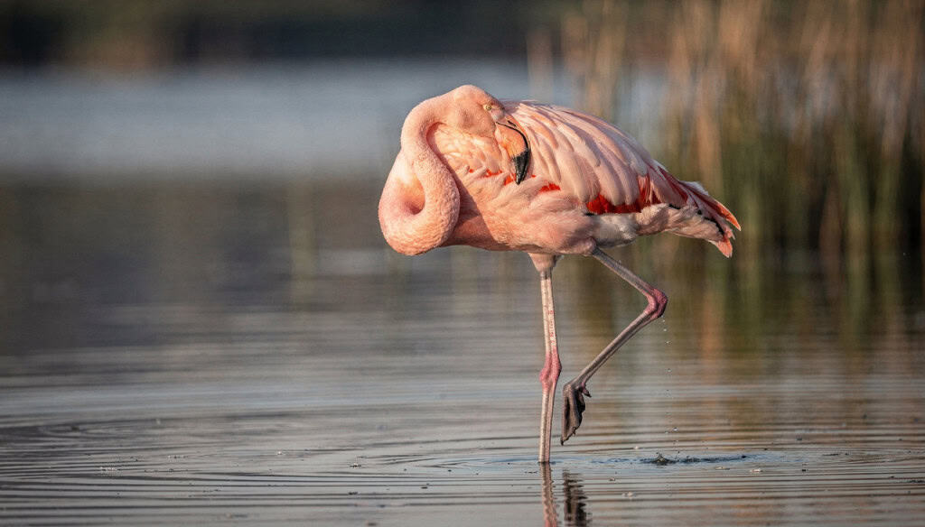 Por que os flamingos ficam em uma perna só? E como fazem pra não se cansar