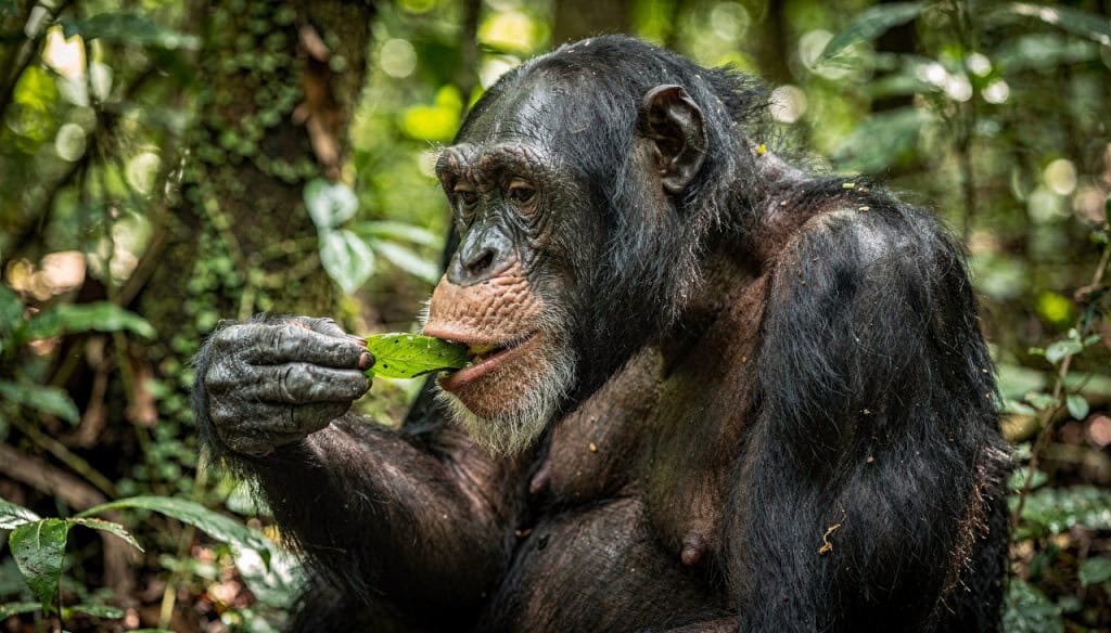 Os chimpanzés que agem como médicos e buscam plantas na natureza para tratar feridas e doenças